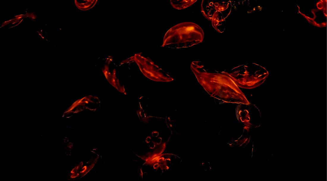 Hashimoto’s & Peptides: Moving Beyond the 1950s Standard of Care